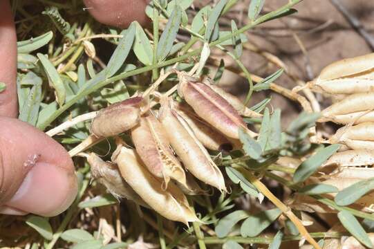 Astragalus eastwoodiae M. E. Jones的圖片