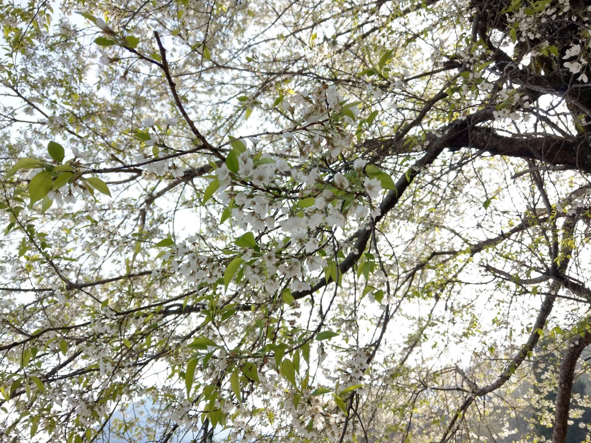 Image de Prunus spachiana (Lavallee ex H. Otto) Kitamura