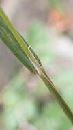 Image de Polypogon fugax Nees ex Steud.