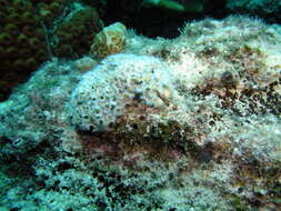 Image of lettuce sea slug