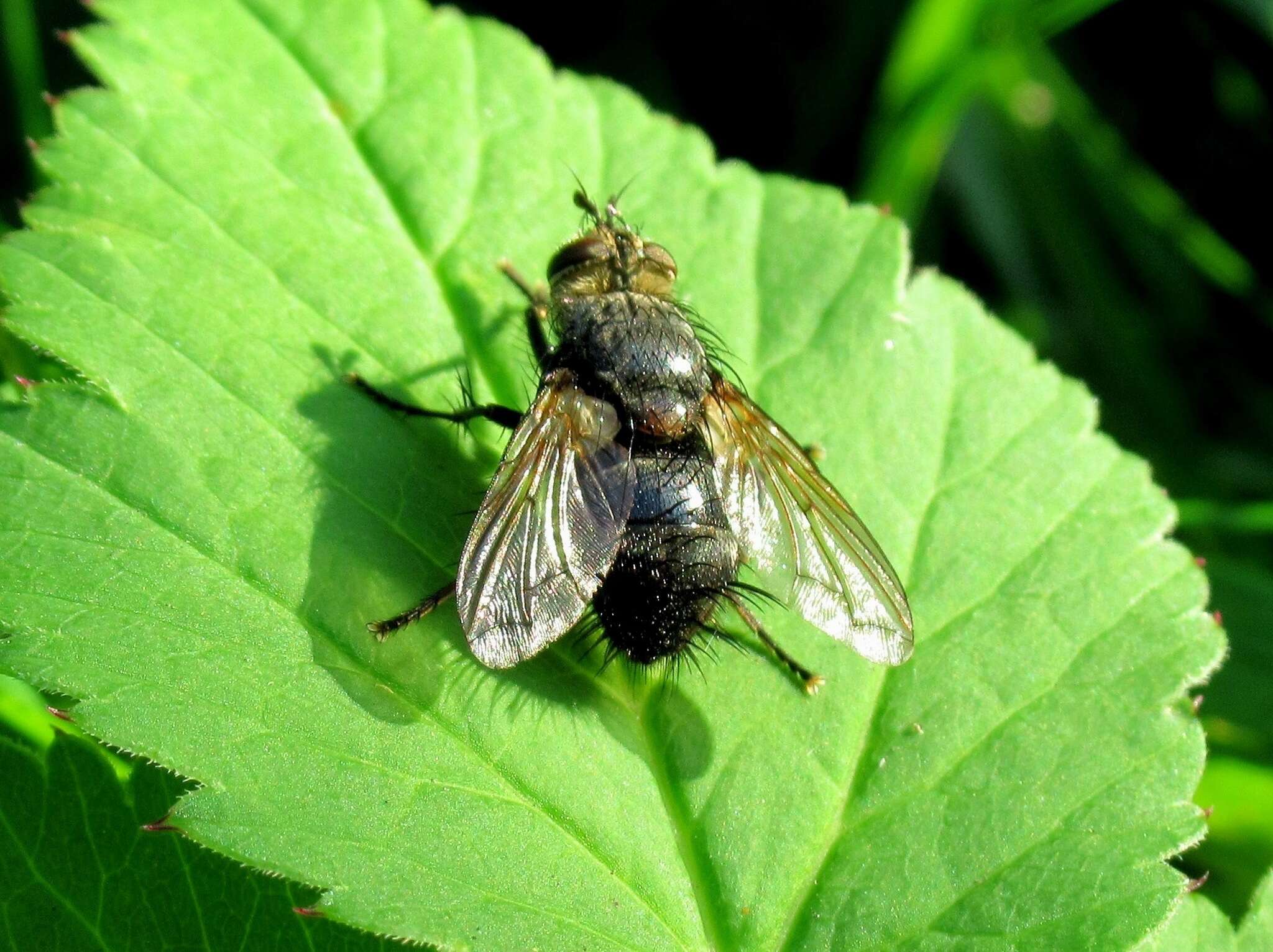 Image of Eurithia anthophila (Robineau-Desvoidy 1830)