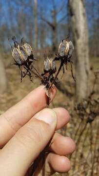 Image of Hypericum ascyron subsp. pyramidatum (Dryand. ex Ait.) N. Robson