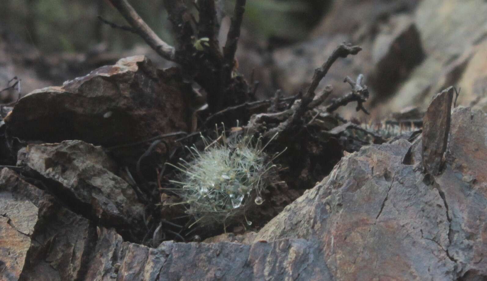 Image of Mammillaria crinita subsp. leucantha (Boed.) D. R. Hunt