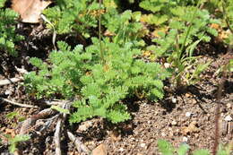 Image of Cotula membranifolia Hilliard