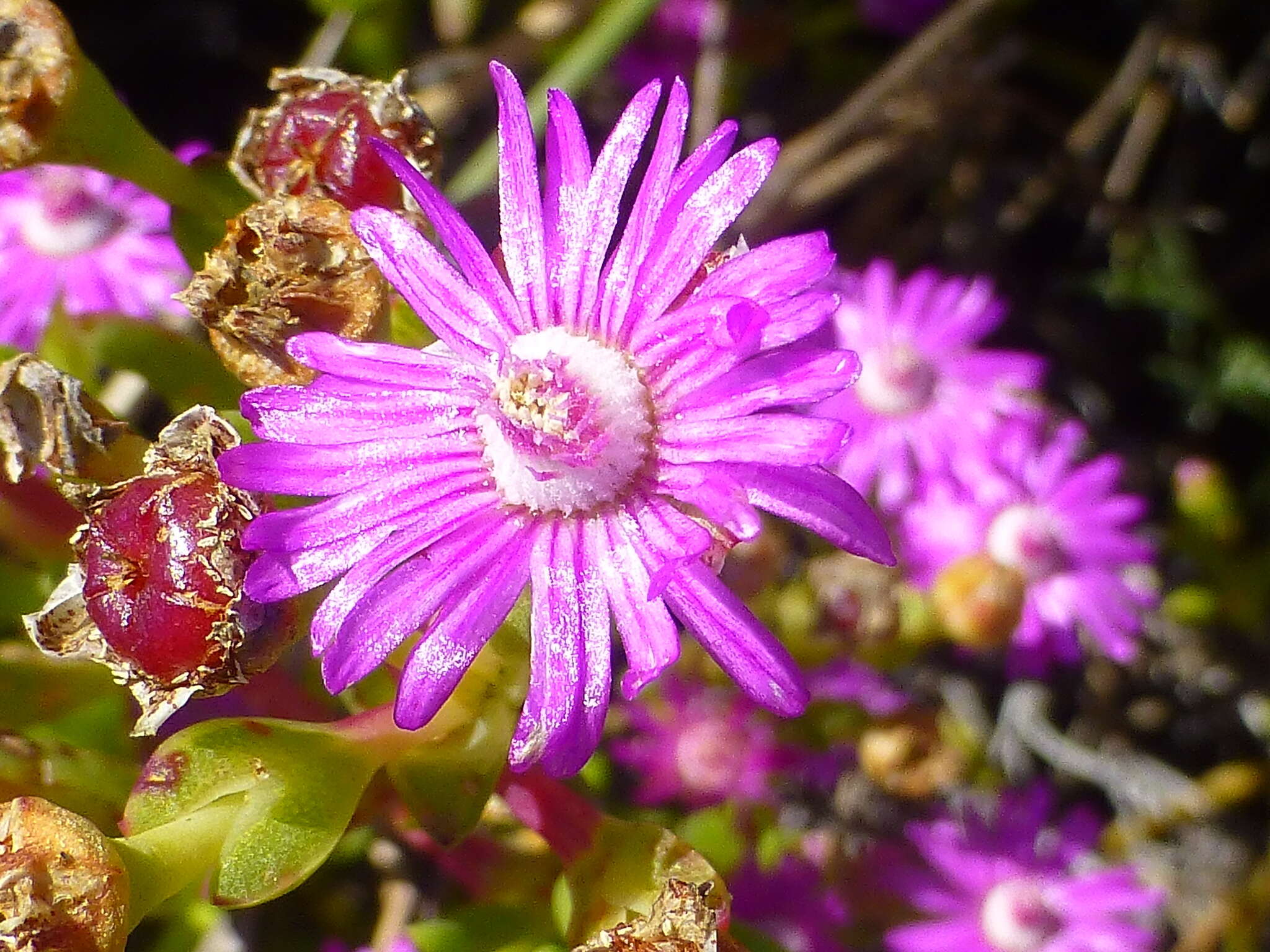 Image of Ruschia macowanii (L. Bol.) Schwant. apud Jacobsen