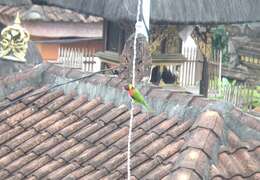 Image of Scarlet-breasted Lorikeet