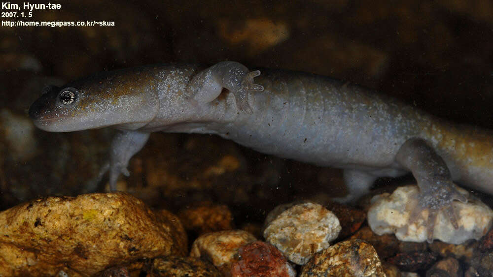 Image of Chinese Salamander