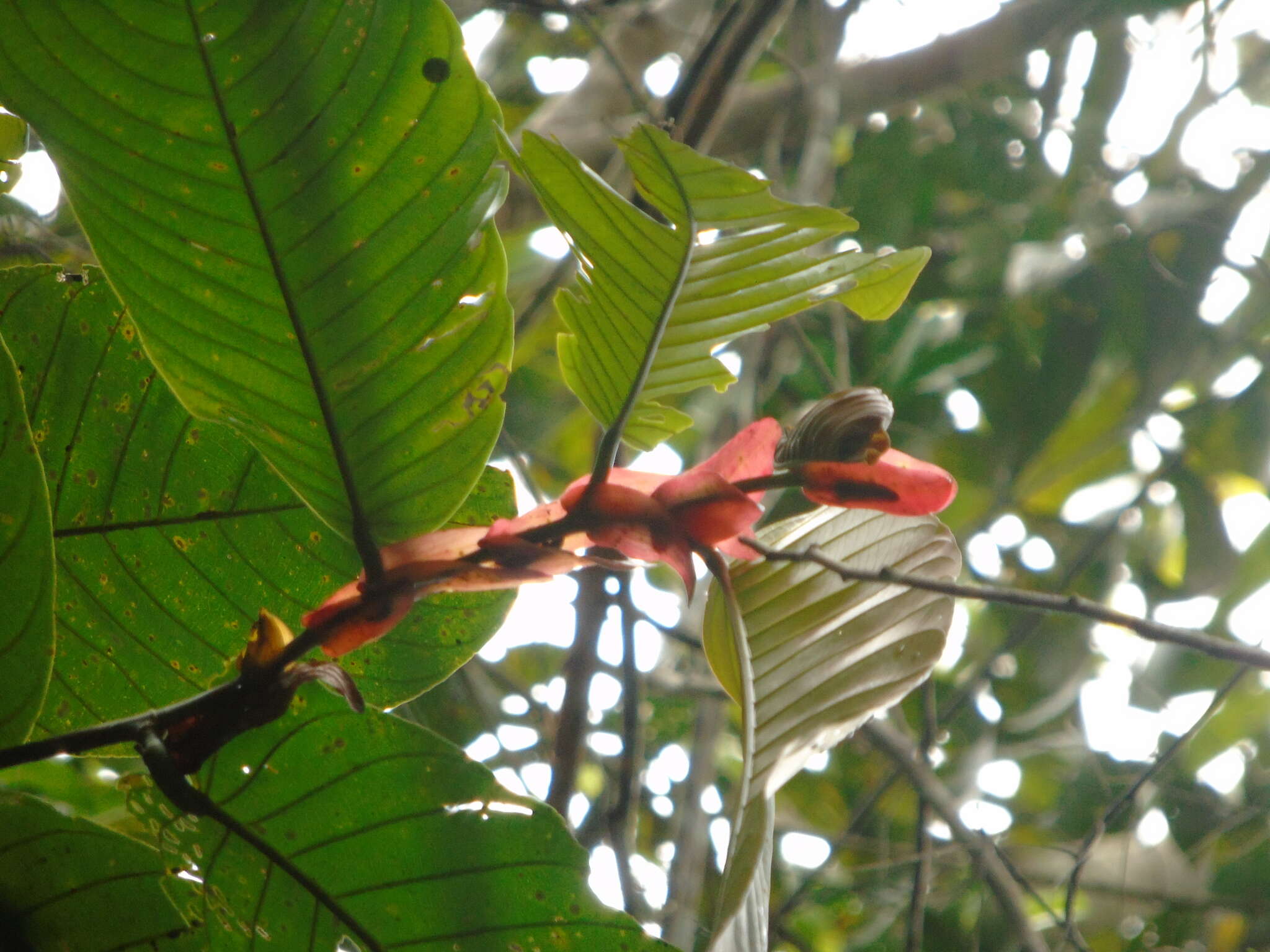 Image of Light Red Meranti