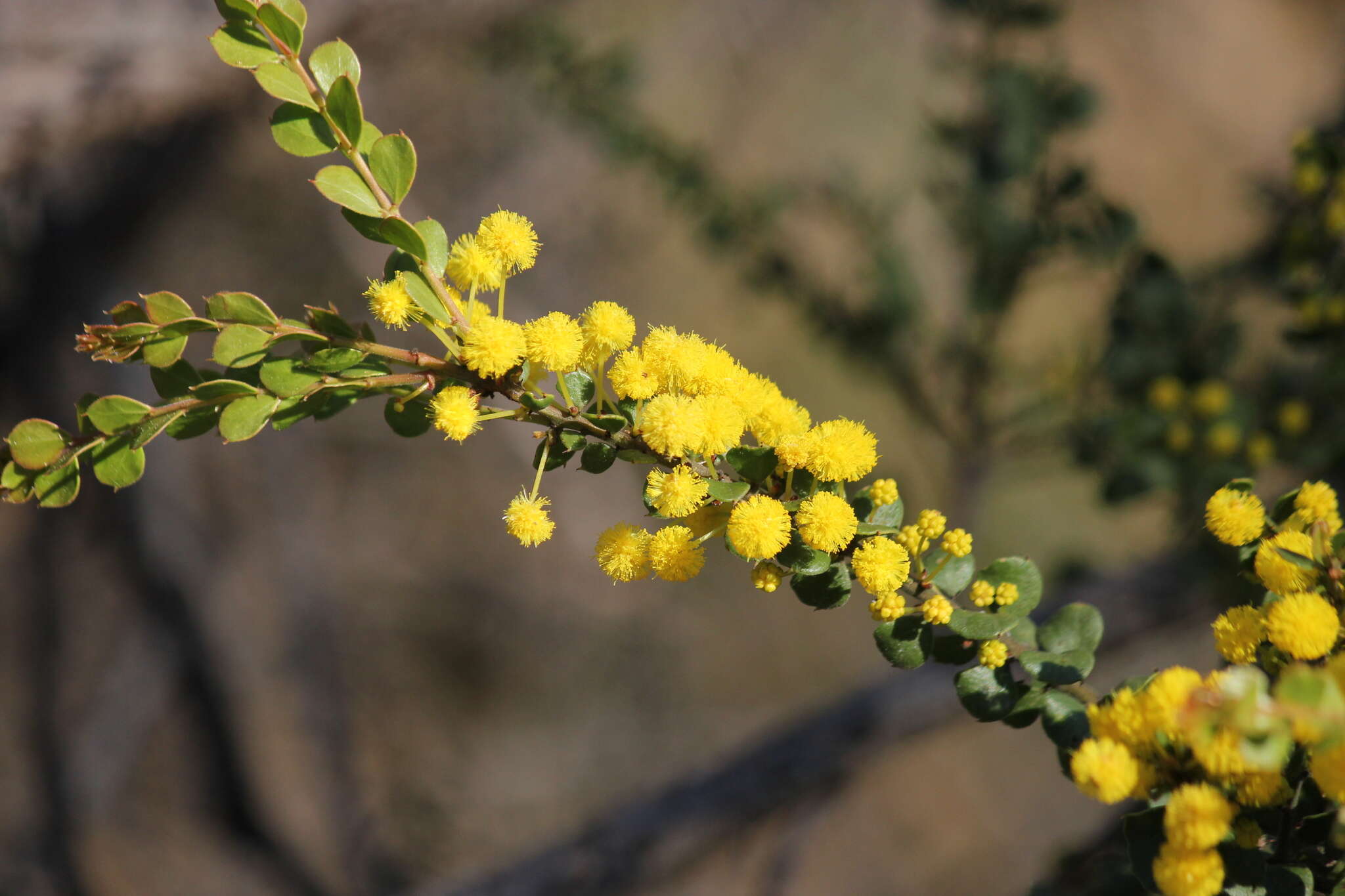 Image of gold-dust acacia