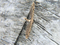 Image of Lantana plume moth