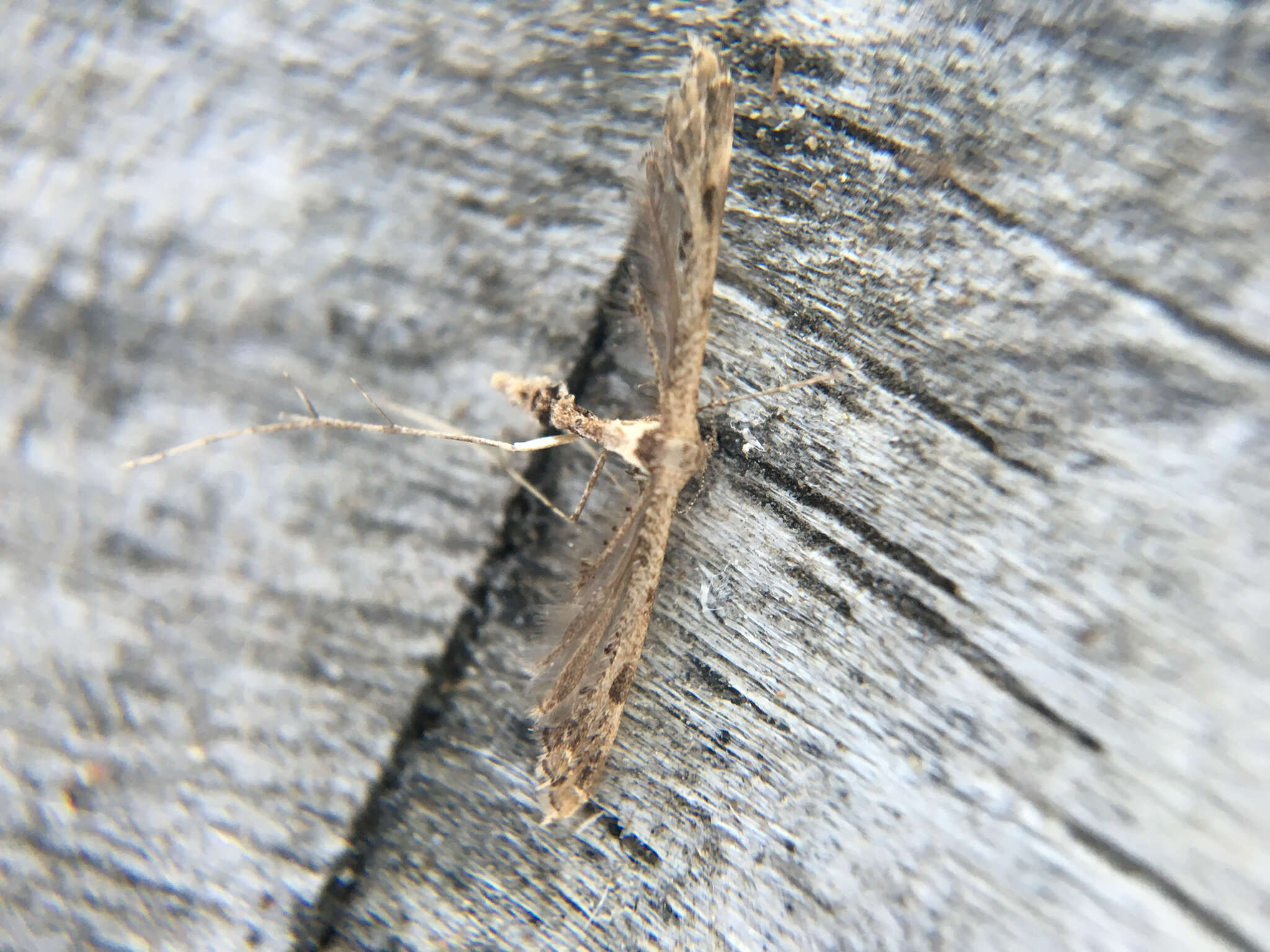 Image of Lantana plume moth