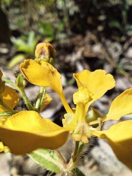 صورة Aspicarpa hirsuta (A. St.-Hil.) Hassl.