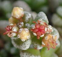 Image of Crassula corallina subsp. corallina