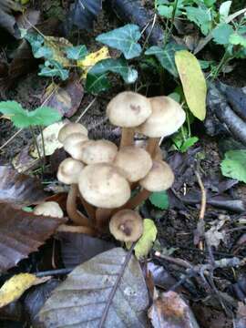 Image of Honey Fungus