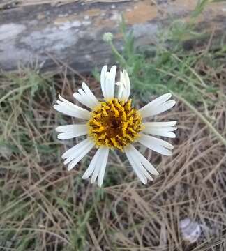 Image of Helenium radiatum (Less.) M. W. Bierner