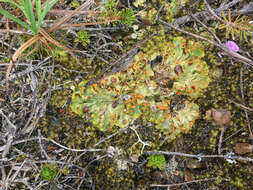 Image of chocolate chip lichen