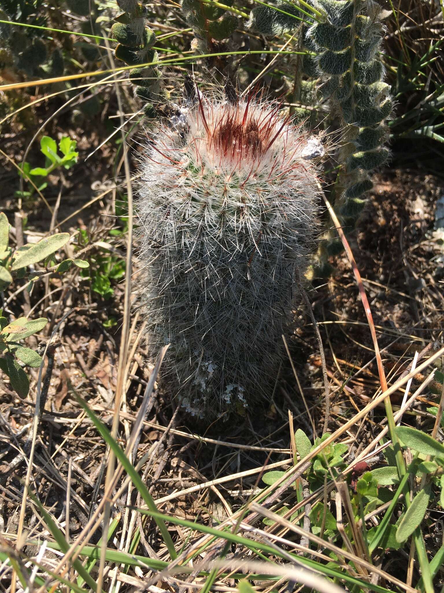 Parodia scopa (Spreng.) N. P. Taylor resmi