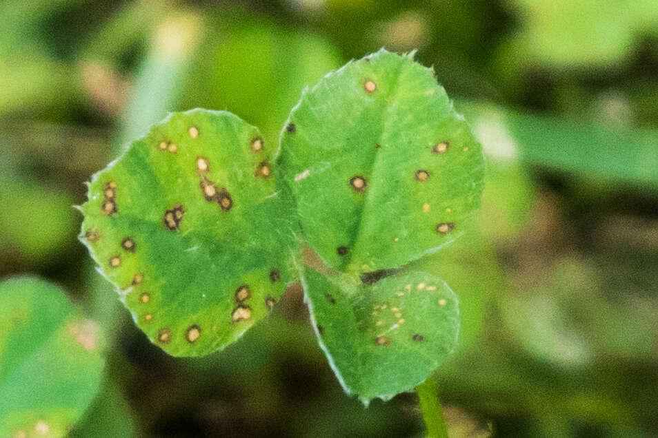 Pseudopeziza trifolii (Biv.) Fuckel 1870的圖片