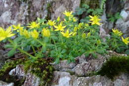 Image of Sedum morrisonense Hayata