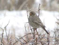 Image of Great Rosefinch