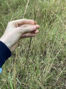 Image of Bothriochloa macra (Steud.) S. T. Blake