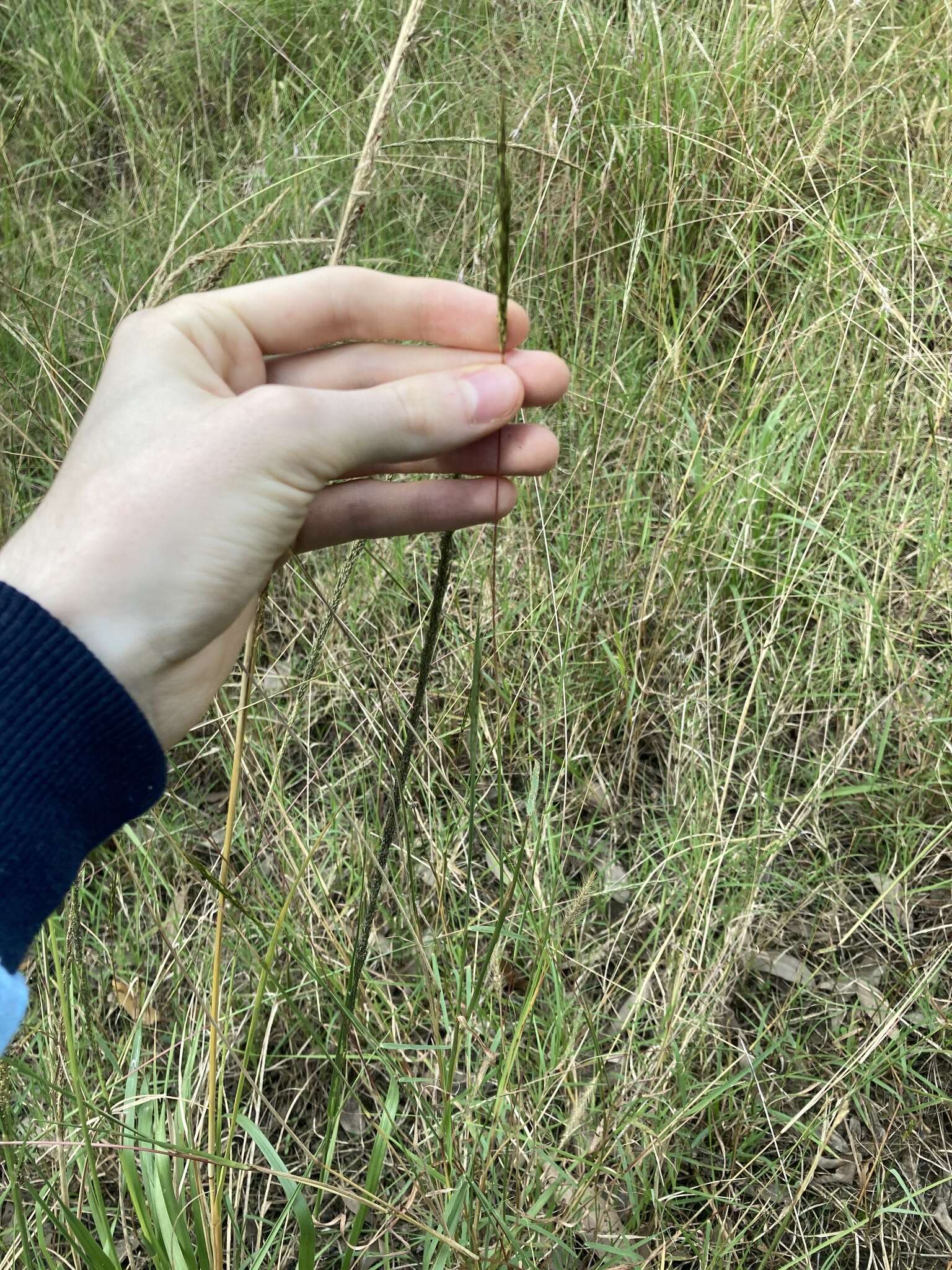 صورة Bothriochloa macra (Steud.) S. T. Blake