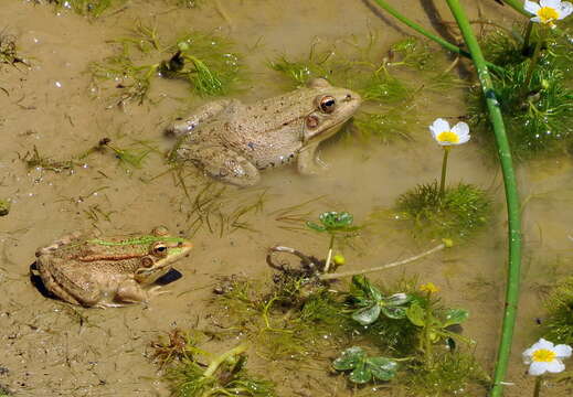 Image of Perez's Frog