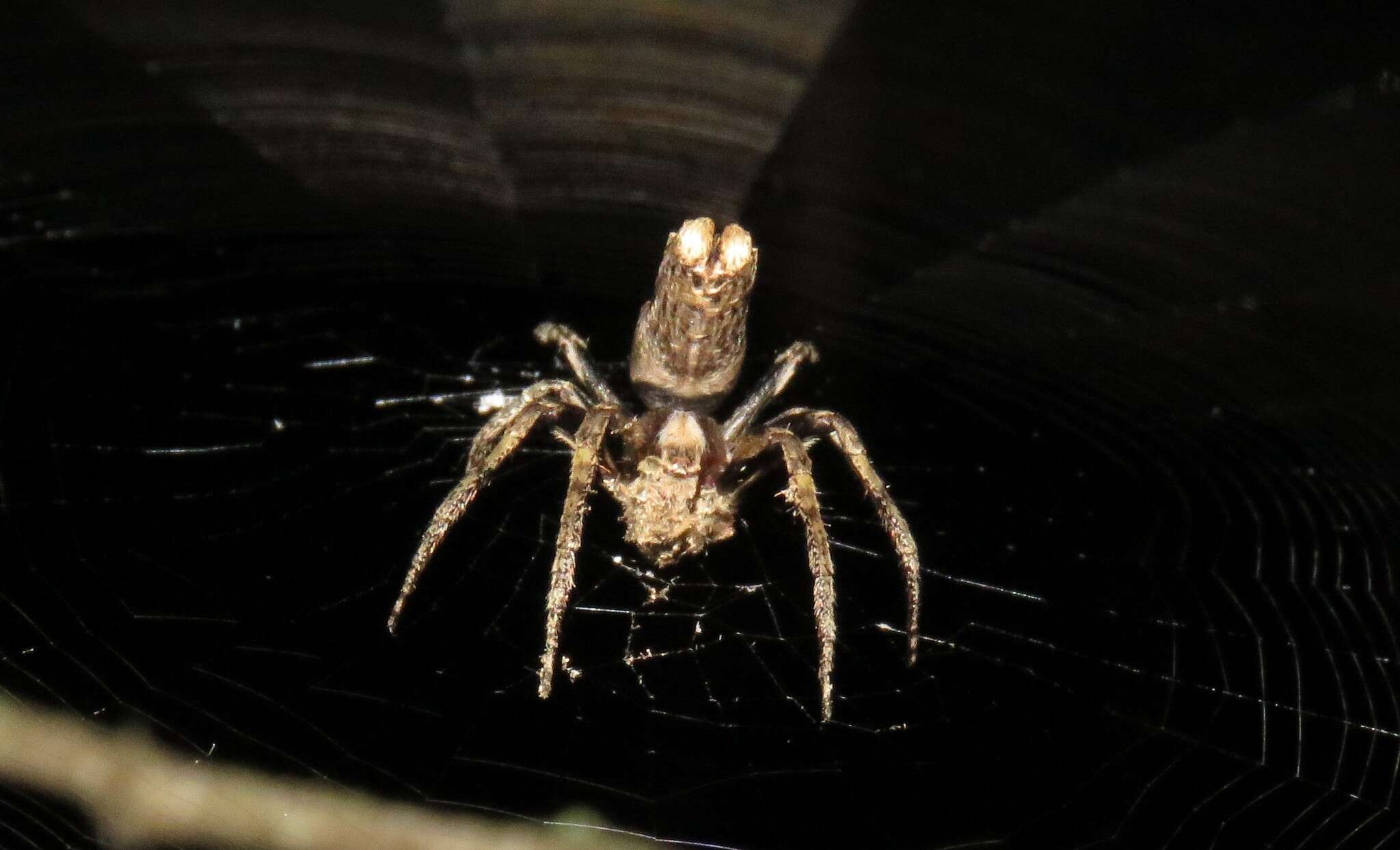 Image of Pozonia nigroventris (Bryant 1936)