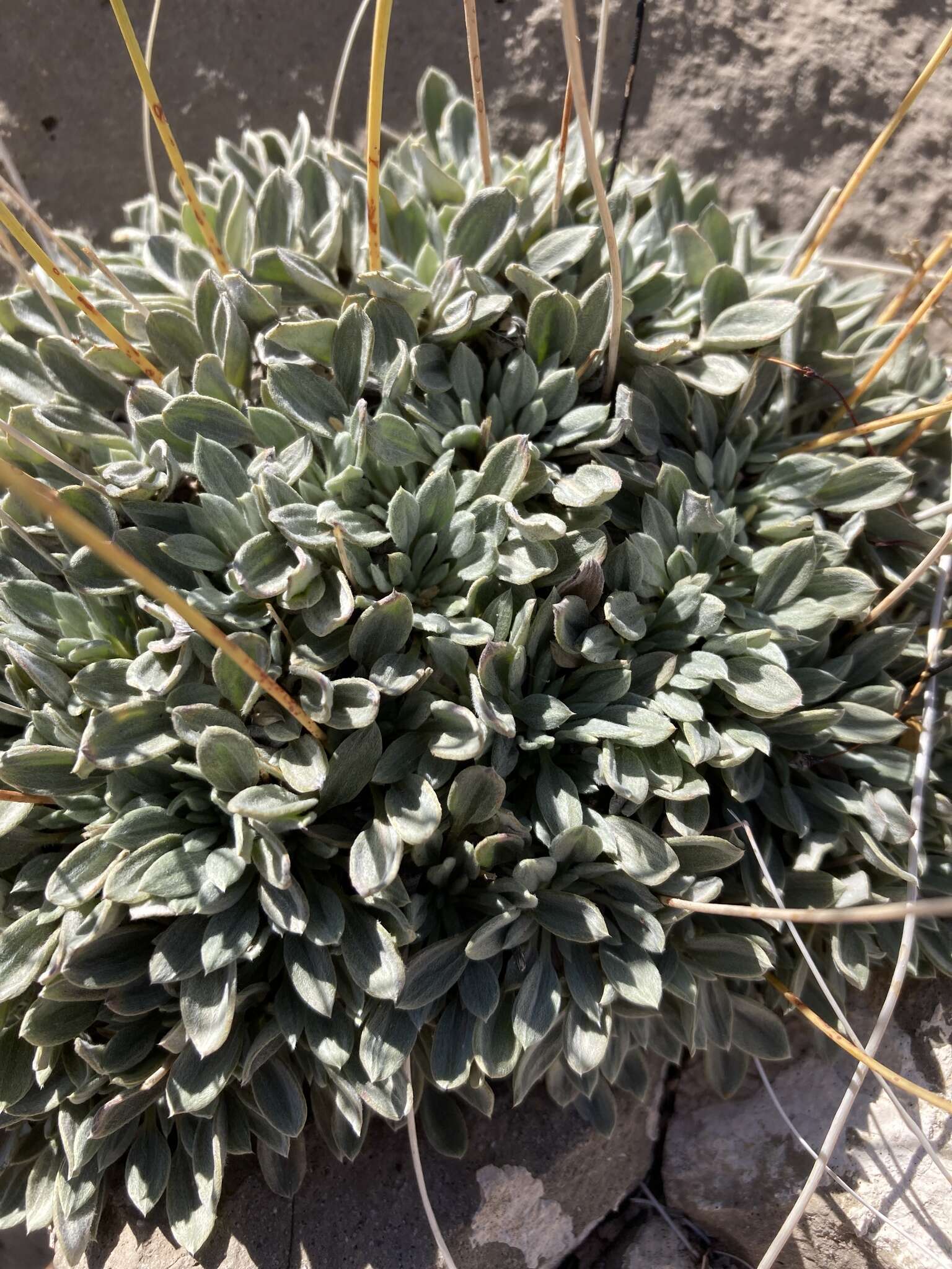 Image of Havard's buckwheat