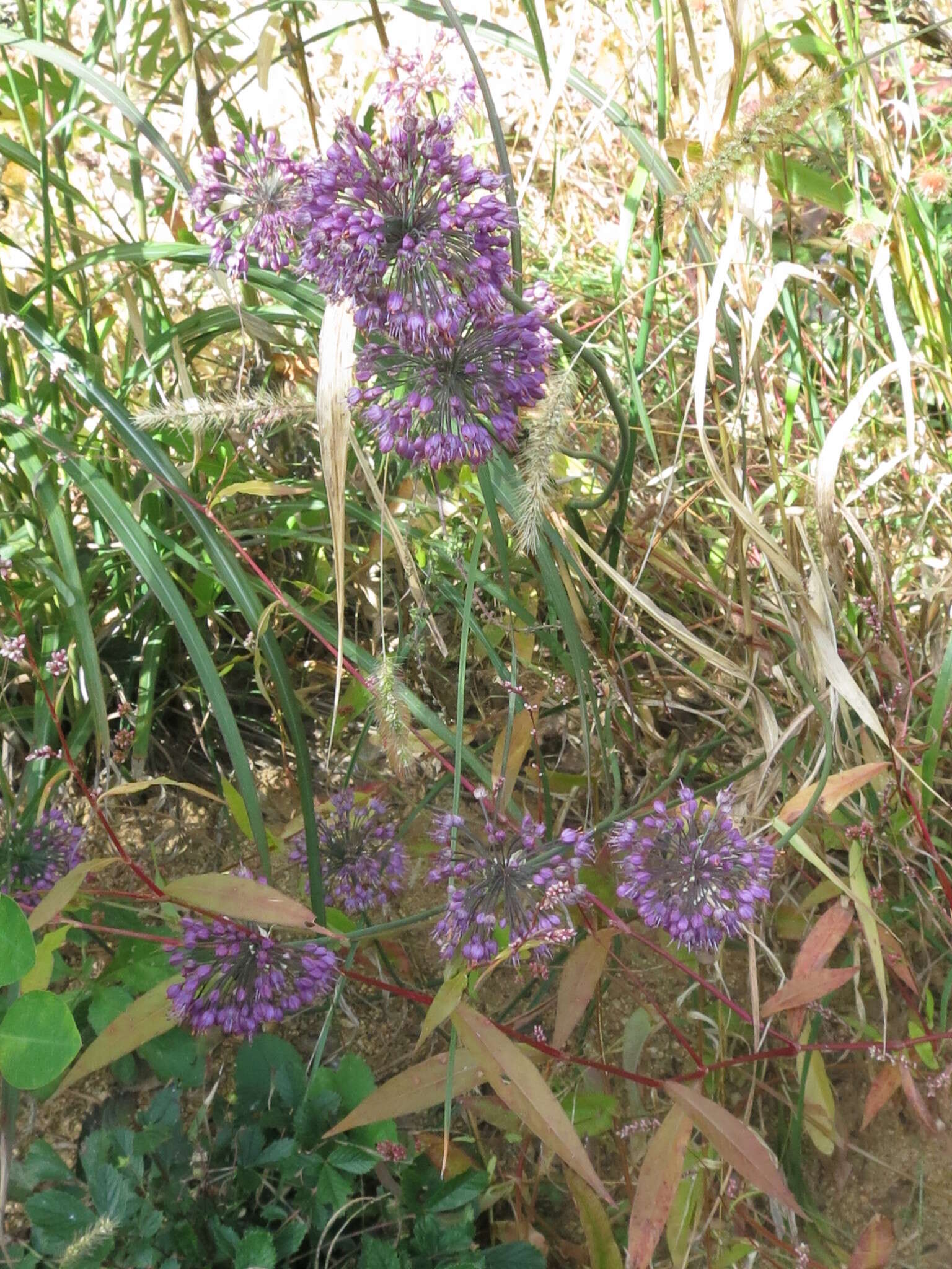 Image of Allium sacculiferum Maxim.