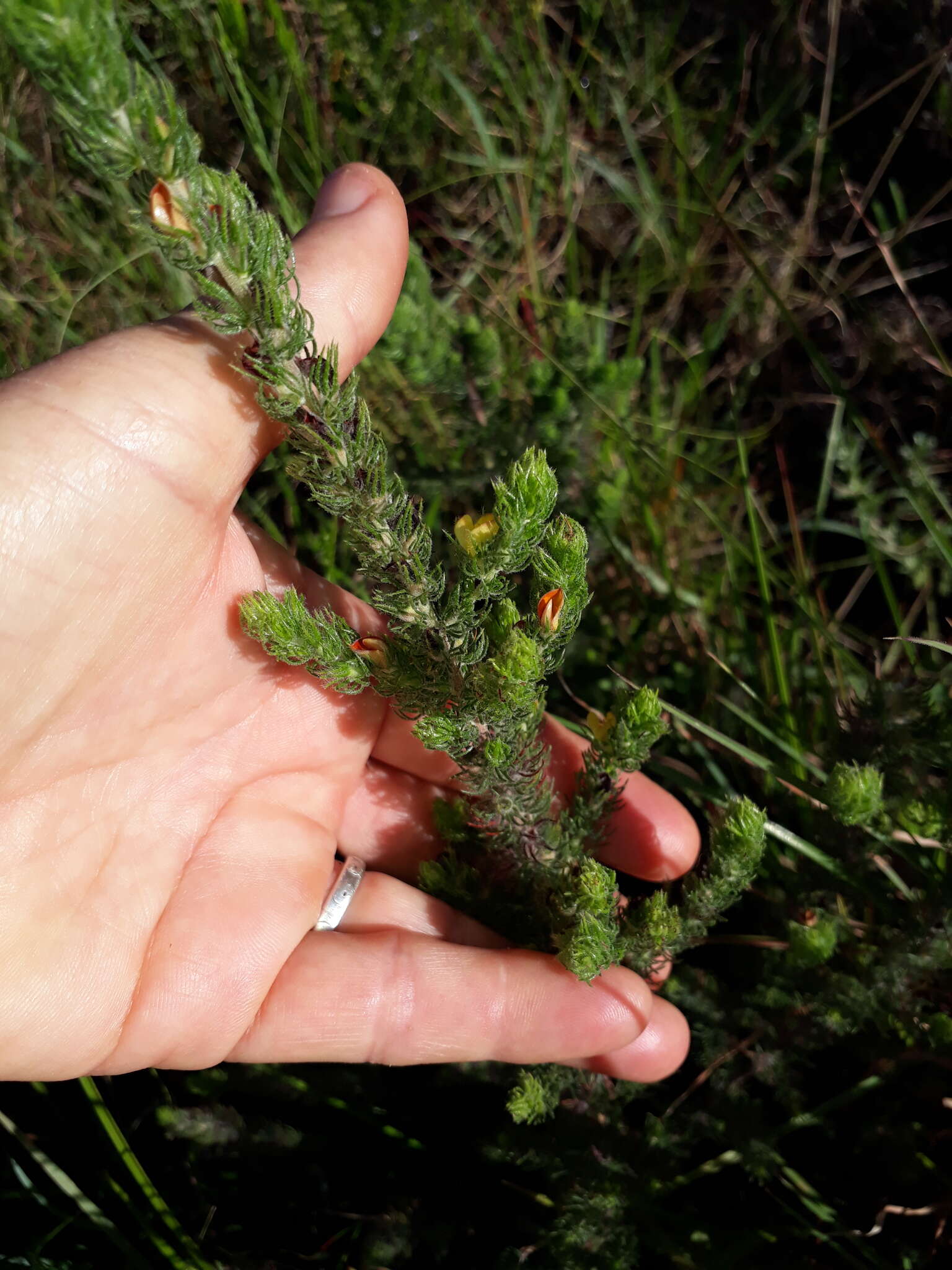 Image of Aspalathus asparagoides subsp. asparagoides