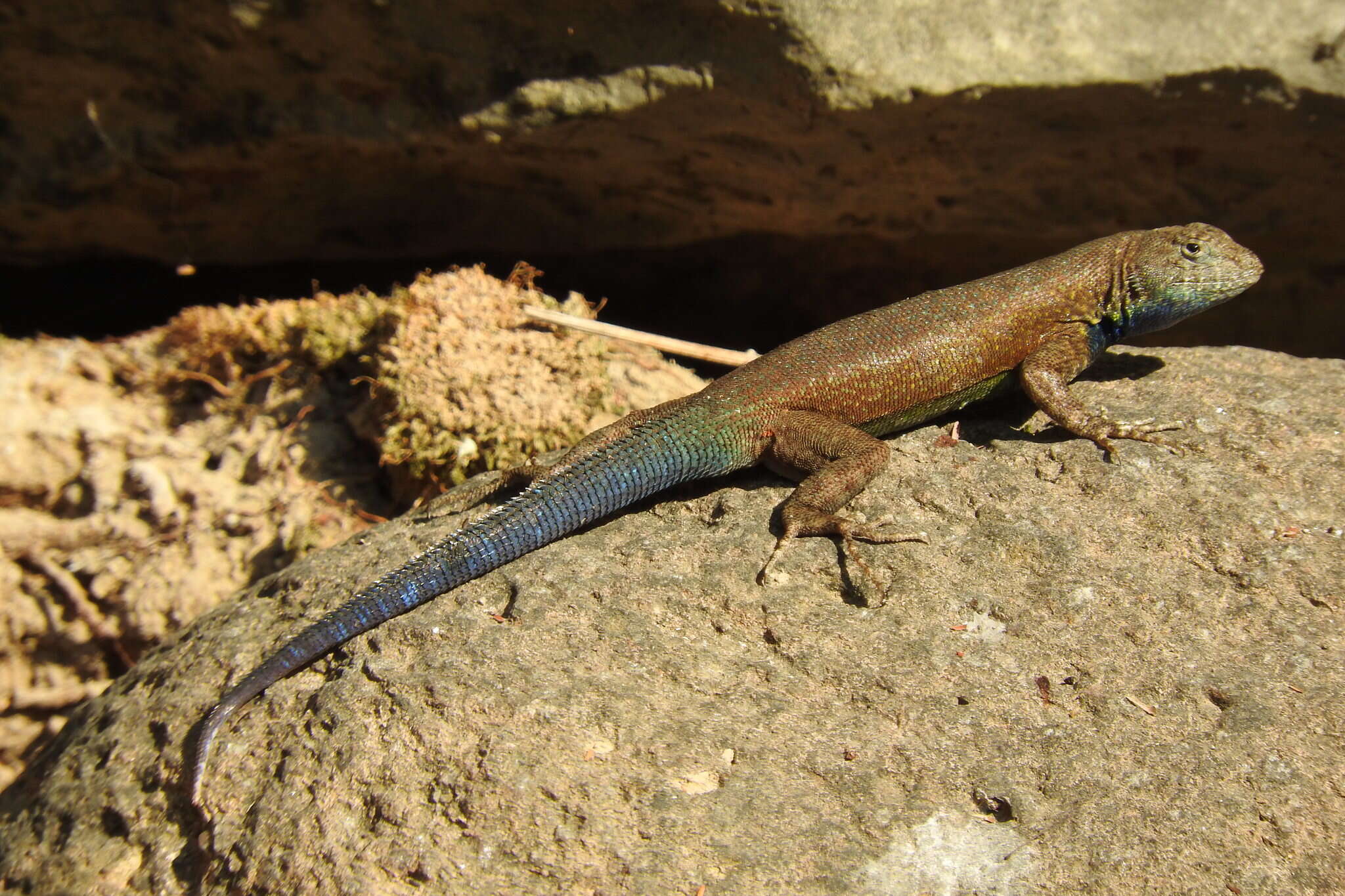 Sceloporus gadoviae Boulenger 1905 resmi