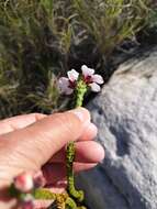 Image of Adenandra villosa subsp. villosa