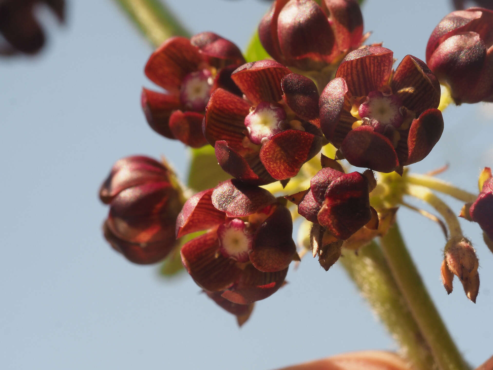 Schizoglossum atropurpureum subsp. atropurpureum的圖片