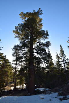 Image of western white pine