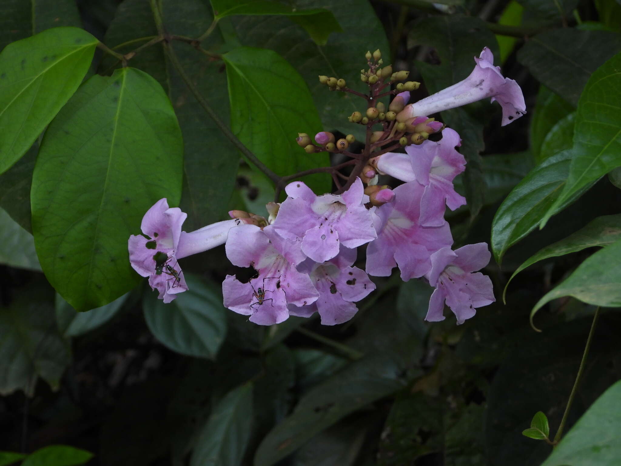 Image of Tanaecium pyramidatum (Rich.) L. G. Lohmann