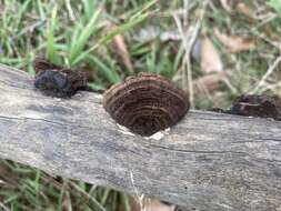 Image de Phaeotrametes decipiens (Berk.) J. E. Wright 1966