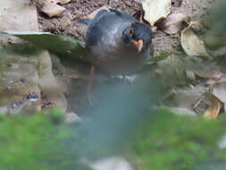 Image of Indian Blackbird