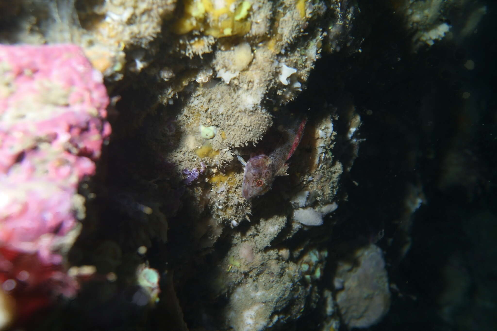 Image of New Zealand Scaly-headed Triplefin