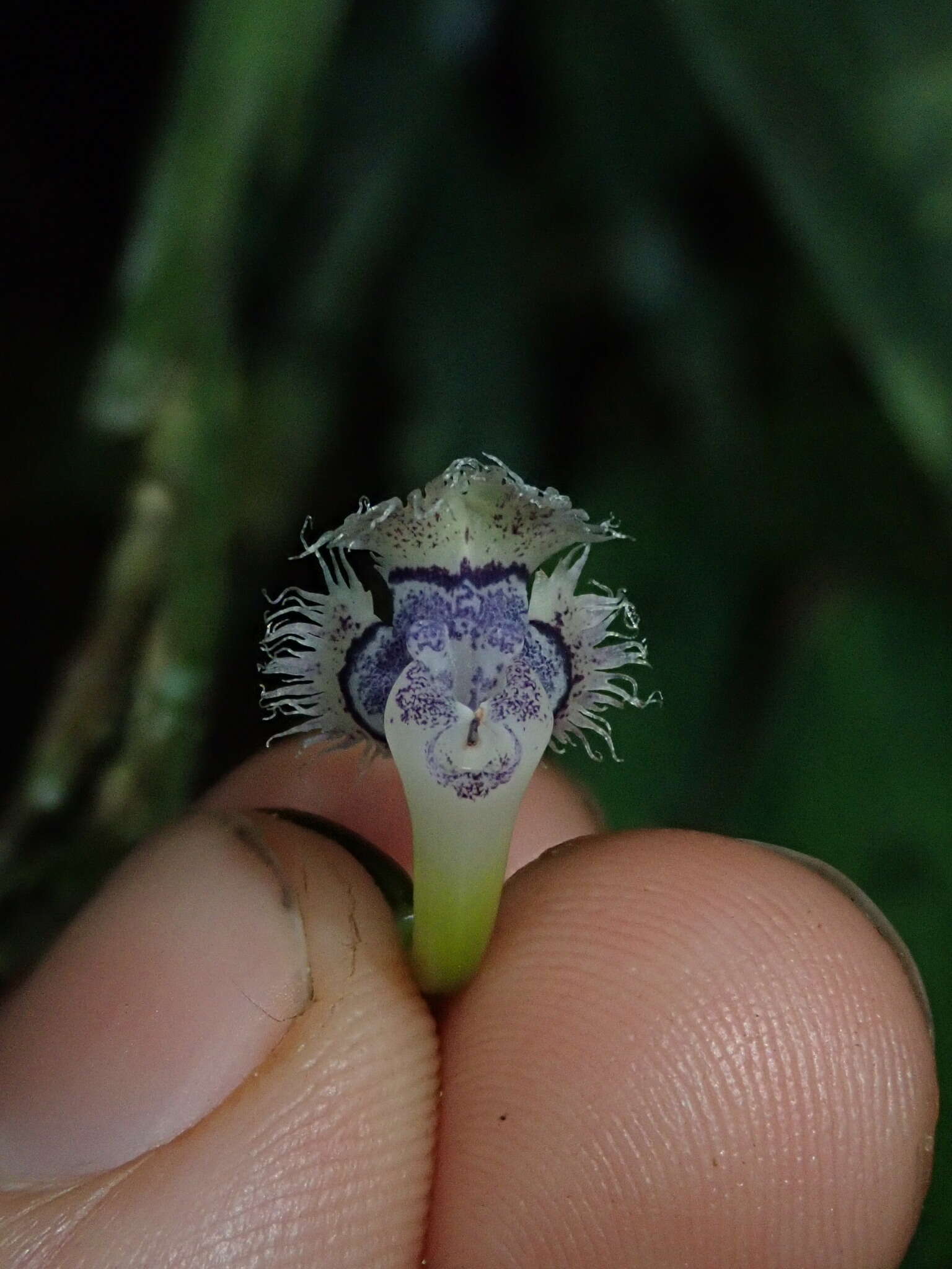 Plancia ëd Epidendrum jatunsachanum Dodson & Hágsater