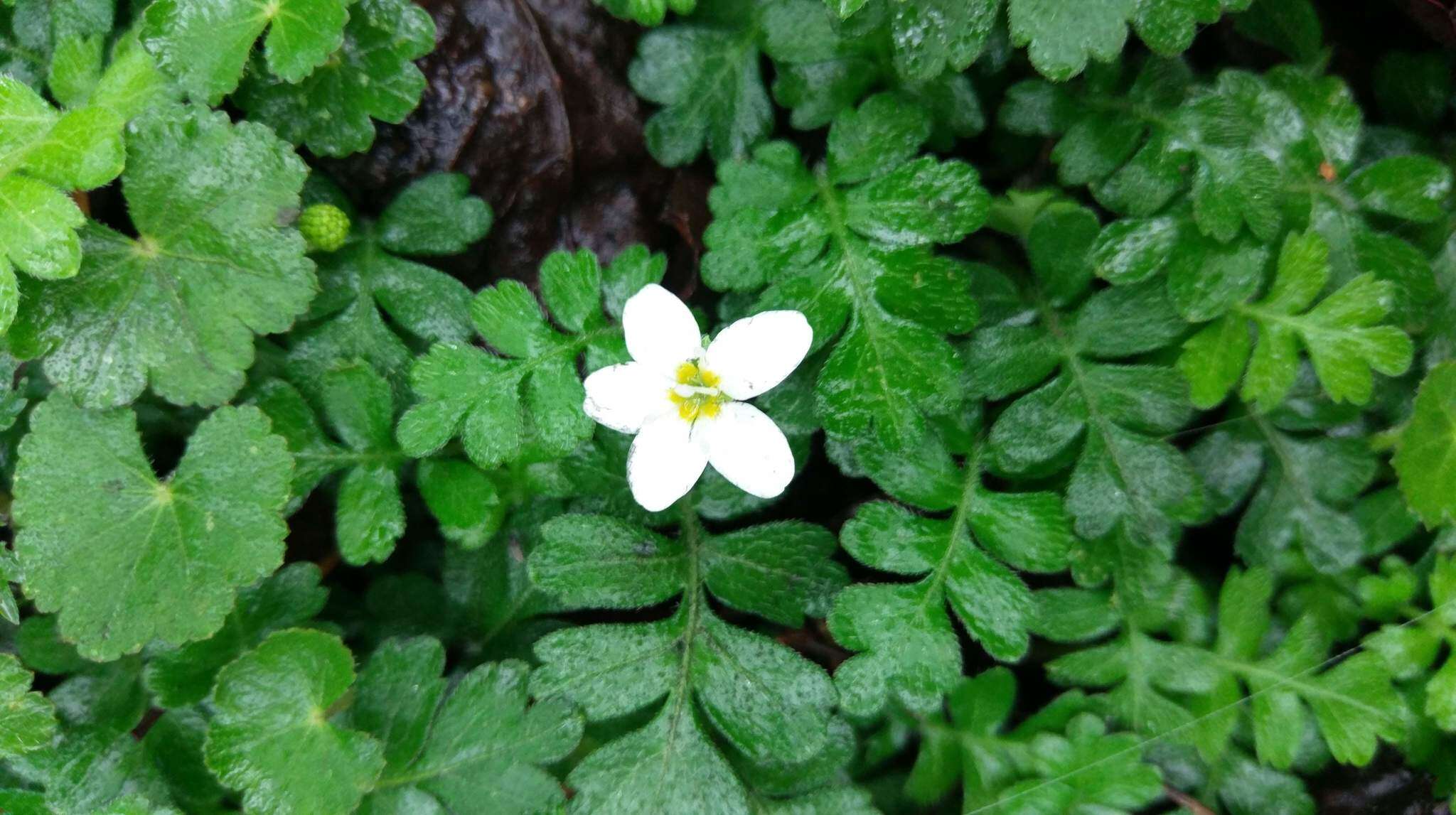 Ellisiophyllum pinnatum (Wall. ex Benth.) Makino resmi