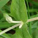 Image of Stellaria vestita Kurz