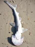 Image of Bonnethead Shark