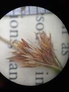 Image of Pale Beak Sedge