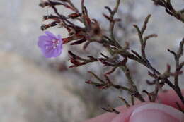 Imagem de Limonium scabrum (Thunb.) Kuntze