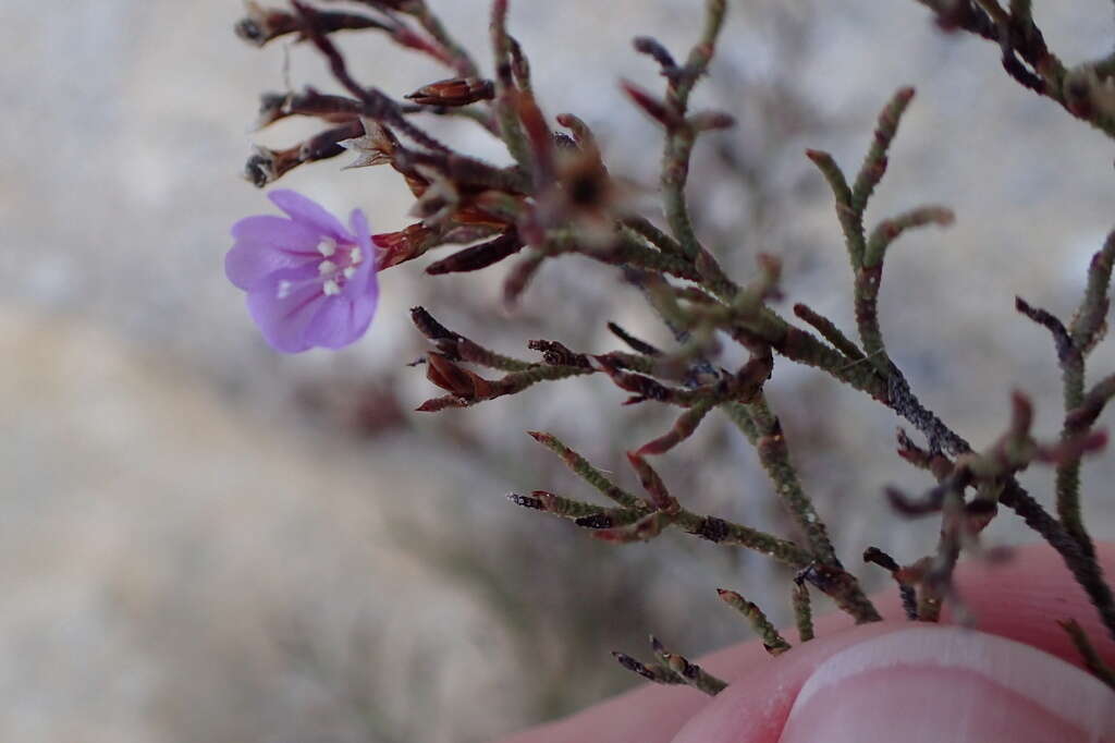 Imagem de Limonium scabrum (Thunb.) Kuntze