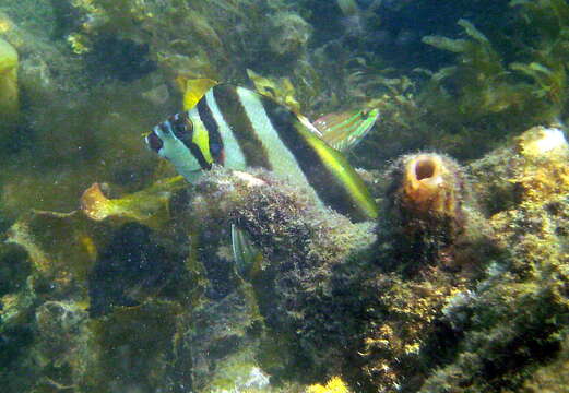 Image of Crested morwong