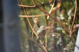 Image of Striated Calamanthus