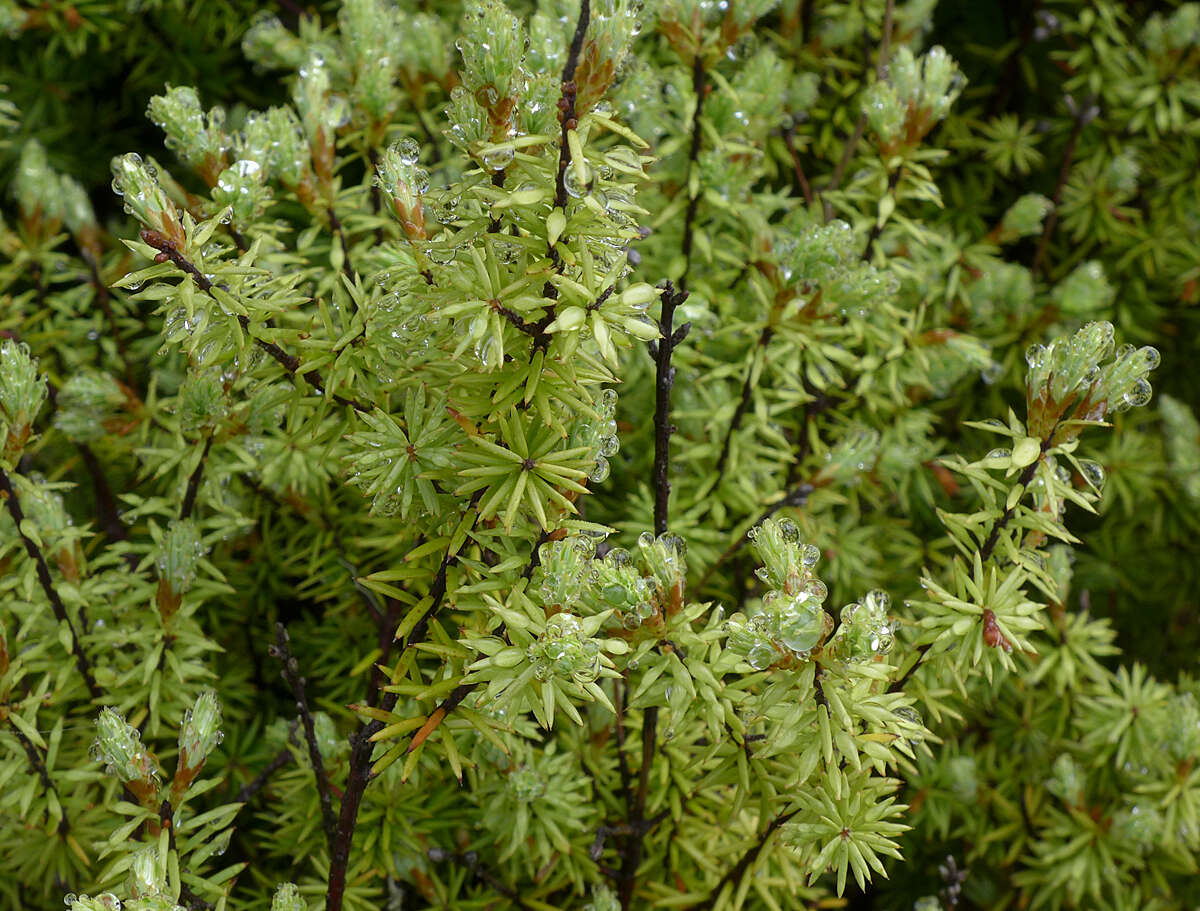 صورة <i>Leucopogon fasciculatus</i>