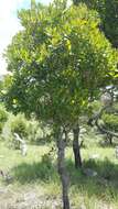 Image of Tapia tree